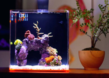 Beginners Luck:  Easy Steps to Grow Oscillated Coral