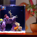 Beginners Luck:  Easy Steps to Grow Oscillated Coral