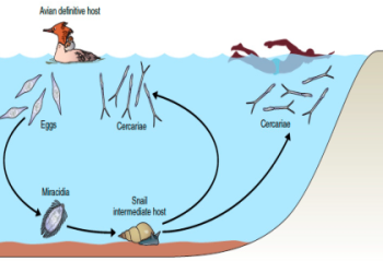 Eric Stolls Big Discovery: What Did He Find on the Internet?