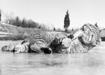 Photograph 2 Types of Cats Easily: A Beginners Guide to Taking Adorable Pictures of Your Furry Companions