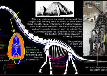 Stearns vs Li Result: See What Happened in the Fight That Shocked Everyone