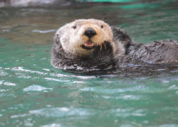 Leon vs Real Salt Lake Prediction: Simple Tips for Your Bets!