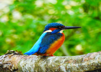 Phantom Impermanence Heron: What is it? Learn All About This Mysterious Bird!