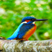 Phantom Impermanence Heron: What is it? Learn All About This Mysterious Bird!