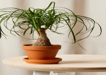 jordan plant Care: Easy Tips & Tricks (Grow Healthy Houseplants)