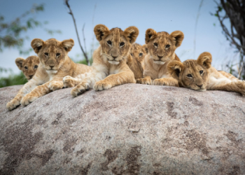 Sea Safari Milestones: A Look Back at Our Amazing Progress.