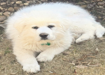 What kind of breed is an Izzy Dog? (Learn all the key facts about this pup)