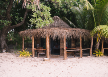 Discover tonga fifita: A Beginners Guide for fast learn!