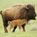 Explore Bison Daily: Get your daily dose of information